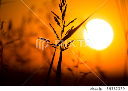 Plant on the background of a golden sunset Plant on the background of a golden sunset 39382379