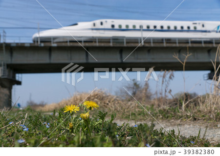 東海道新幹線とタンポポ 39382380