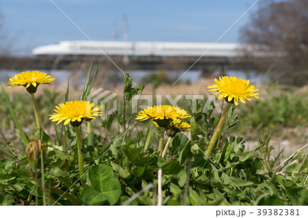 タンポポと東海道新幹線 39382381