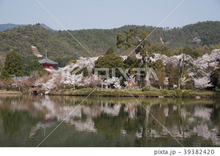 桜と大覚寺 2の写真素材 3934