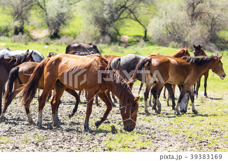 The horse walks on clay soil in the park 39383169