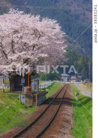 樽見鉄道沿線の桜 39383241