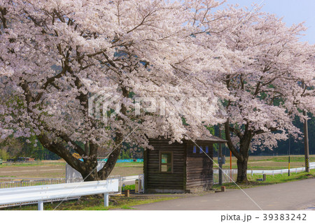 樽見鉄道沿線の桜 樽見鉄道沿線の桜 39383242
