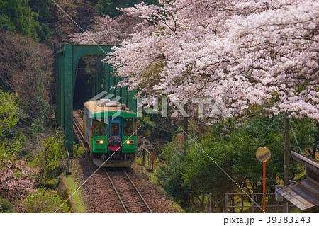 樽見鉄道沿線の桜の写真素材