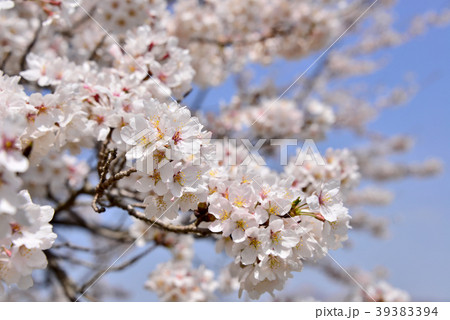 阿蘇アスペクタ　桜 39383394