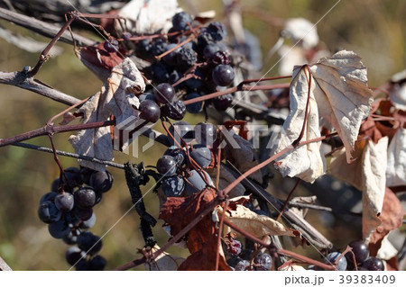 Hybrid of vitis labrusca and vinifera. Hybrid of vitis labrusca and vinifera. 39383409