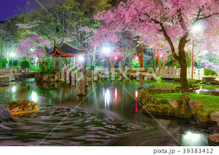 日中友好庭園の花筏 39383412