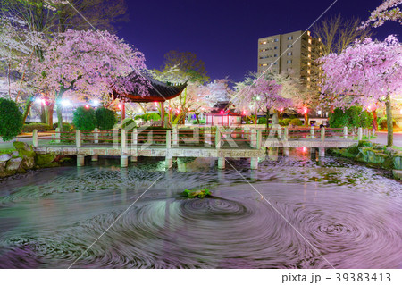 日中友好庭園の花筏 39383413