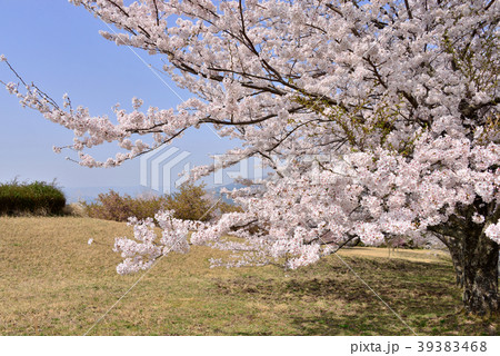 阿蘇アスペクタ 桜 阿蘇アスペクタ 桜 39383468