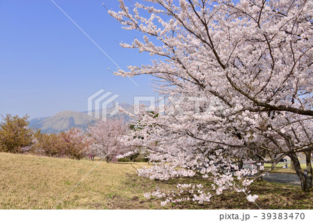 阿蘇アスペクタ　桜 39383470