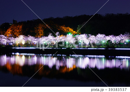 水源公園の桜リフレクション 水源公園の桜リフレクション 39383537