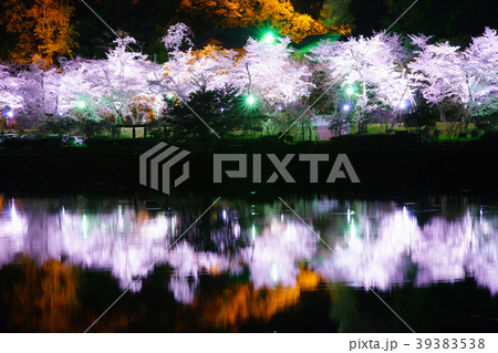 水源公園の桜リフレクション 水源公園の桜リフレクション 39383538