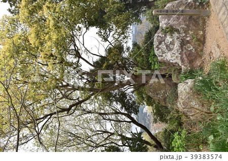 下田の寝姿山の石割り楠(活力の楠木) 下田の寝姿山の石割り楠(活力の楠木) 39383574