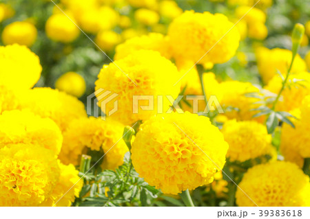 mexican marigold flowers in garden, yellow flowers mexican marigold flowers in garden, yellow flowers 39383618