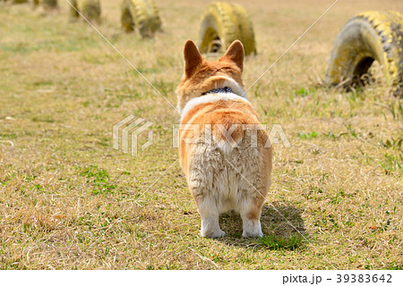 コーギー 犬 コーギー 犬 39383642