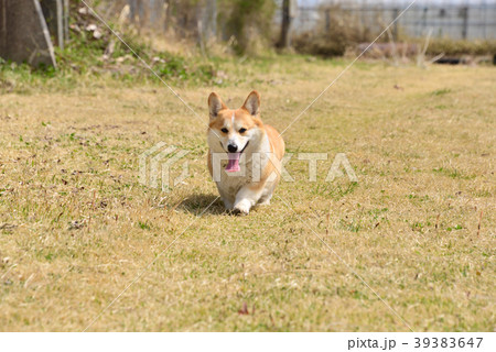 コーギー　犬 39383647