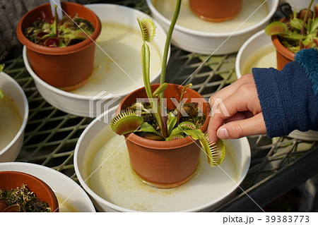 食虫植物 39383773