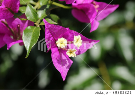 ブーゲンビリア ブーゲンビリア 39383821
