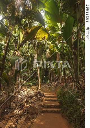 Seychelles Vallee de Mai National Park Seychelles Vallee de Mai National Park 39383967