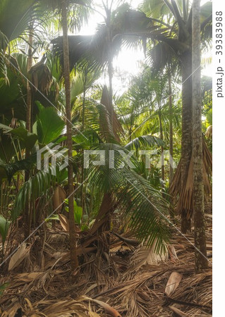 Seychelles Vallee de Mai National Park 39383988