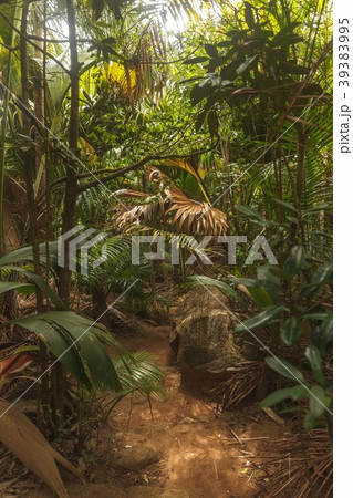 Seychelles Vallee de Mai National Park 39383995