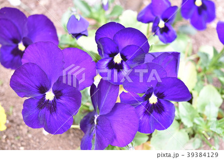 下田の寝姿山で見つけた黄色のパンジー 下田の寝姿山で見つけた黄色のパンジー 39384129