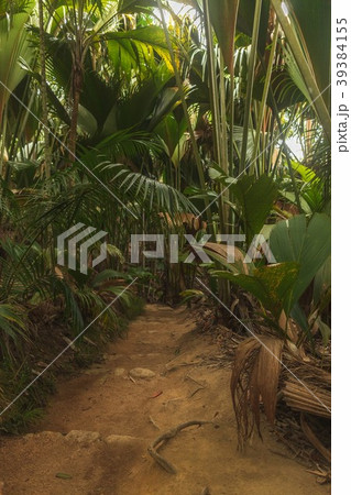 Seychelles Vallee de Mai National Park 39384155