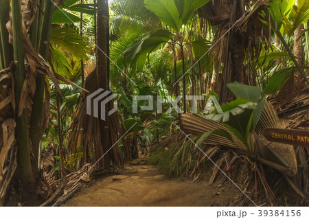 Seychelles Vallee de Mai National Park 39384156