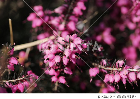 ジャノメエリカ 39384197