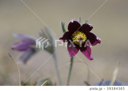 翁草 翁草 39384365