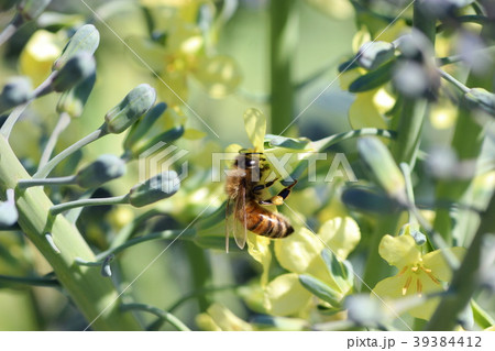 ブロッコリーの花と蜜蜂 ブロッコリーの花と蜜蜂 39384412