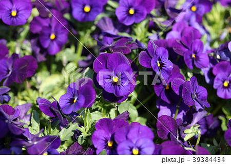 ビオラの花壇 39384434
