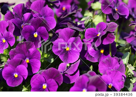 ビオラの花壇 39384436