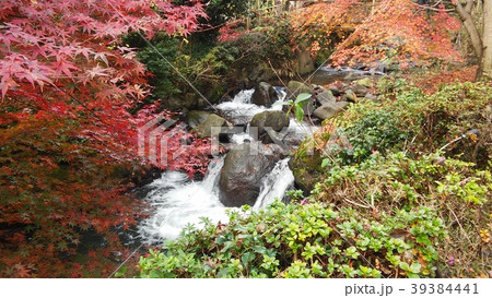 和風の庭 39384441