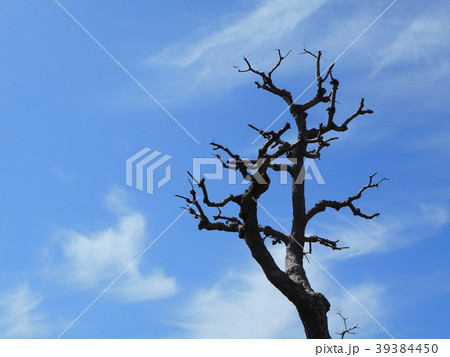 葉のない木 39384450