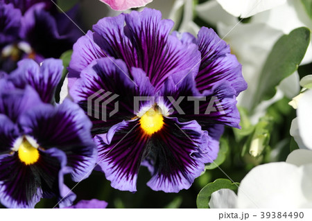 ビオラ 39384490