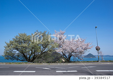 桜と瀬戸内海の大槌島、小槌島(大崎の鼻展望所) 39384517