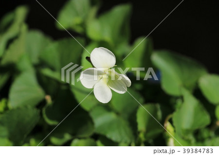 アオイ アオイ 39384783