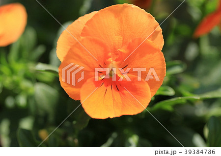 ビオラの花壇 39384786