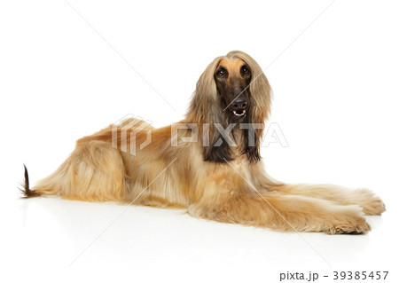 Afghan hound lying down on white background 39385457