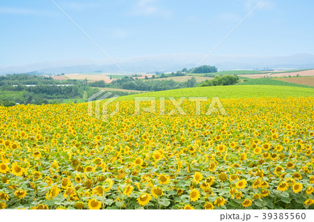 SunFlower Field in Hokkaido SunFlower Field in Hokkaido 39385560