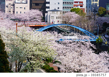 目黒川沿いの桜 その2 目黒川沿いの桜 その2 39385757