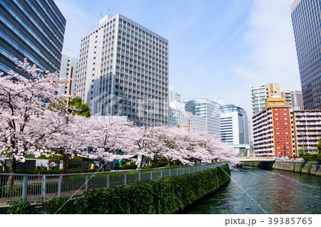 目黒川沿いの桜　その１０ 39385765