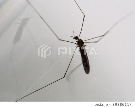 Daddy-long-legs Mosquito Daddy-long-legs Mosquito 39386117