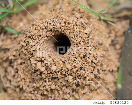 The Anthill 39386126