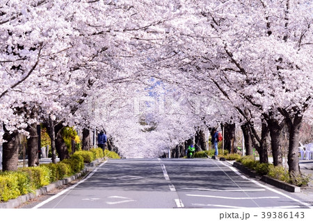 桜のトンネル 桜のトンネル 39386143