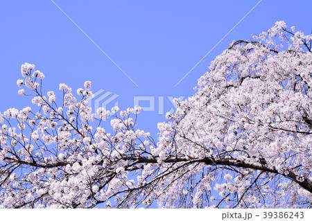 満開の桜 満開の桜 39386243