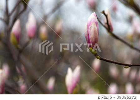 Magnolia flowering closeup. Beautiful spring Magnolia flowering closeup. Beautiful spring 39386272