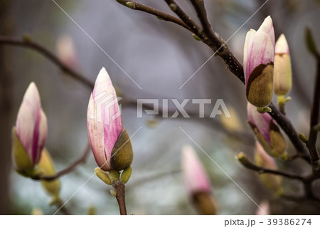 Magnolia flowering closeup. Beautiful spring 39386274