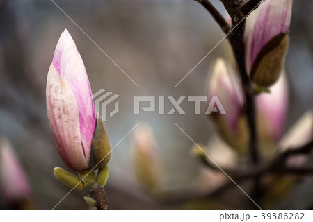 Magnolia flowering closeup. Beautiful spring 39386282